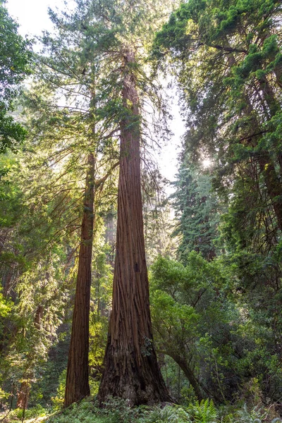 Krásný Záběr Lese Červeného Dřeva Během Letního Dne — Stock fotografie