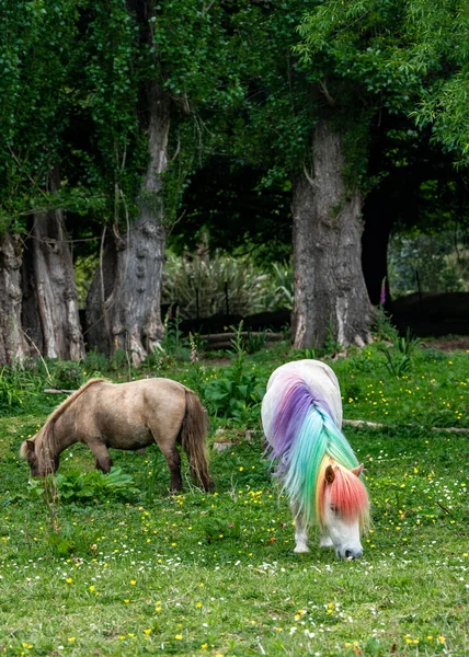 Little Pony White Horse Rainbow Main Eating Field Brown Horse — Stock Photo, Image