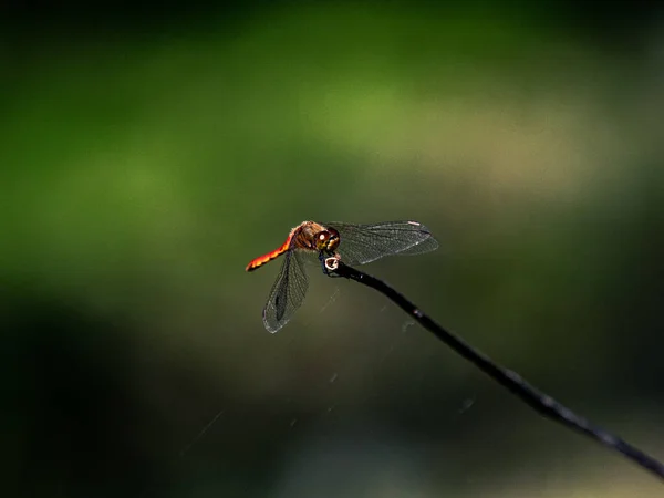 Primer Plano Una Libélula Darter Otoño Sympetrum Frequens Una Ramita — Foto de Stock