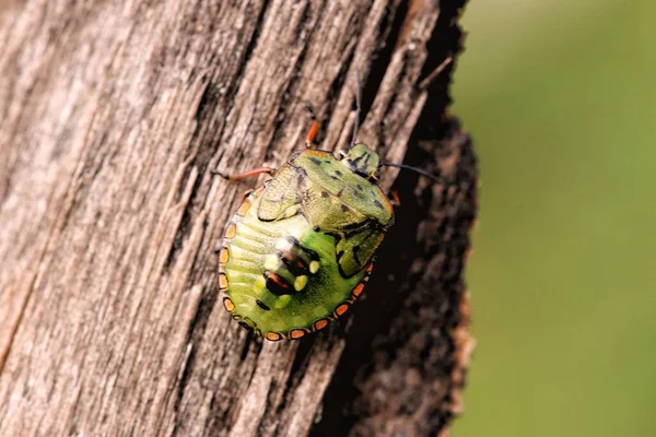 一只生机勃勃的绿叶甲虫站在断枝上 背景模糊的特写镜头 — 图库照片