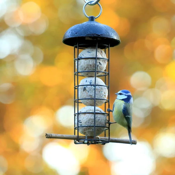 Closeup Shot Eurasian Blue Tit Bird Perched Feeder — Foto de Stock