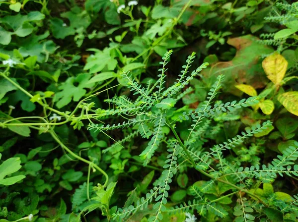 Een Close Van Phyllanthus Plant Groeit Buiten Volledig Groen Rijp — Stockfoto