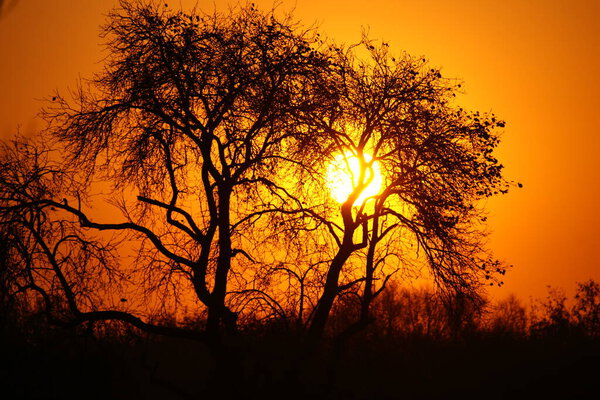 A beautiful orange sunset through tree silhouettes on a field