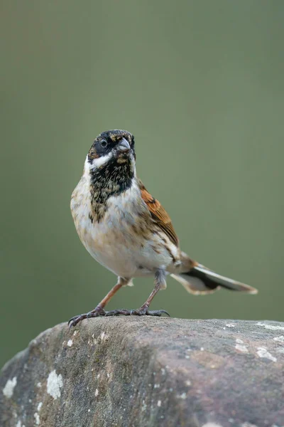 Vertical Shot Sparrow Perched Concrete Surface — Stock Photo, Image