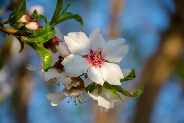 Eine Selektive Fokusaufnahme Von Kirschblütenblumen Auf Einem Baum — Stockfoto