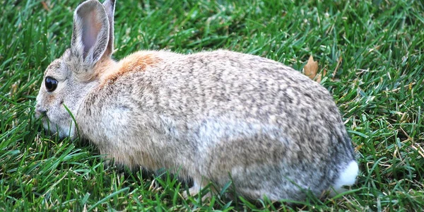 Een Schattige Close Shot Van Een Lichtbruin Konijn Zittend Het — Stockfoto