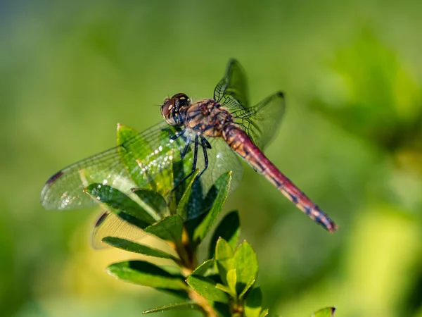 Close Outono Darter Dragonfly Folhas Verdes Fundo Borrado Yoyogi Park — Fotografia de Stock