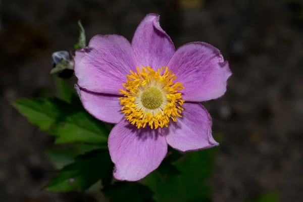 Closeup Flower Garden — Stock Photo, Image