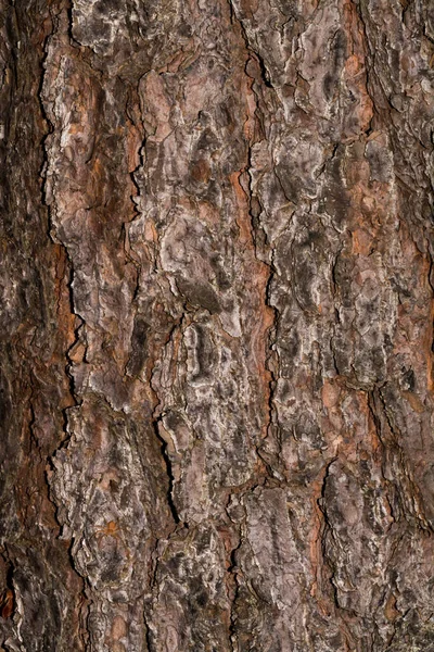 Tiro Vertical Superfície Seca Casca Árvore — Fotografia de Stock