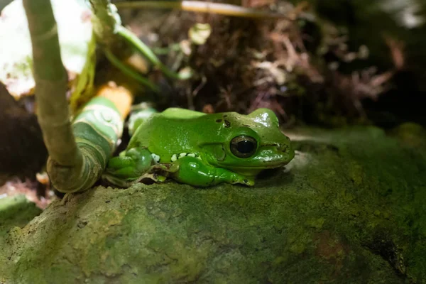 一只可爱的绿色青蛙在森林的苔藓石上的特写 — 图库照片