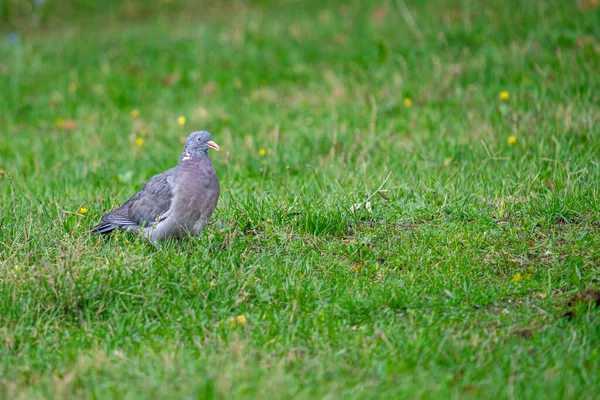 Gros Plan Joli Pigeon Gris Marchant Sur Champ Vert — Photo