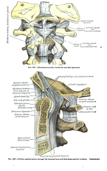 Pionowe Ujęcie Xix Wiecznego Podręcznika Anatomii Rysunkami Kręgosłupa Napisami Łacinie — Zdjęcie stockowe