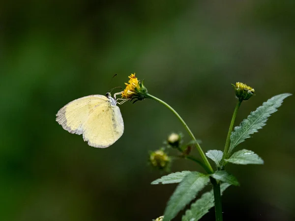 Una Mariposa Amarilla Nublada Parque Forestal Izumi Yamato Japón —  Fotos de Stock