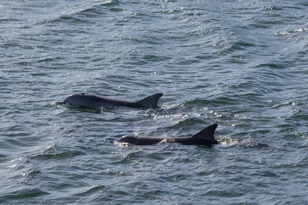 Wild Dolphins Marina Whyalla Harbour South Australia — Stock Photo, Image