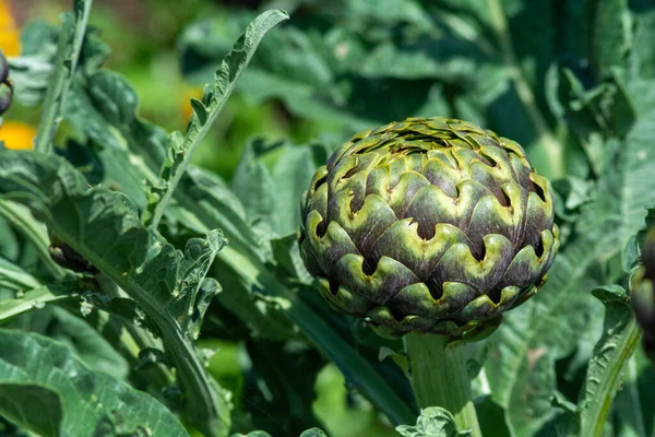 Eine Nahaufnahme Einer Artischocke Mit Grünen Blättern Die Sie Umgeben — Stockfoto