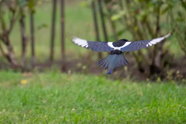 Corbeau Survolant Une Prairie Avec Ses Ailes Grandes Ouvertes Sur — Photo