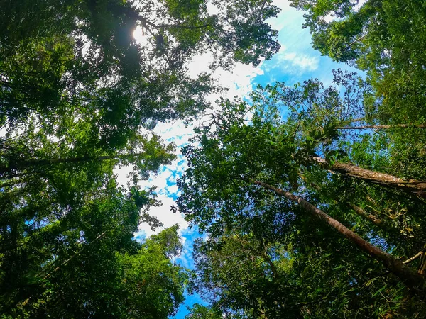 Colpo Basso Alti Alberi Verdi Nella Foresta Pluviale Del Sinharaja — Foto Stock