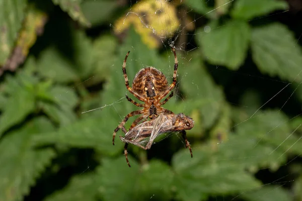 Gros Plan Une Araignée Attrapé Insecte Tissé Sur Une Toile — Photo