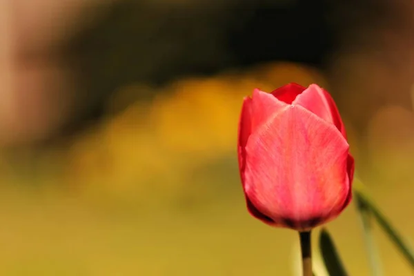 Gros Plan Une Seule Tulipe Rouge Fleurissant Dans Jardin Avec — Photo