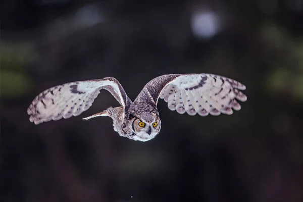 空飛ぶフクロウのクローズアップ — ストック写真