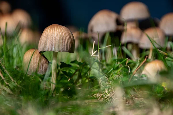 Closeup Shot Wild Mushrooms Growing Forest — Stock Photo, Image