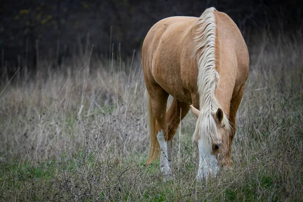 Una Vista Panoramica Cavallo Bruno Pascolo Erba Nella Foresta Uno — Foto Stock
