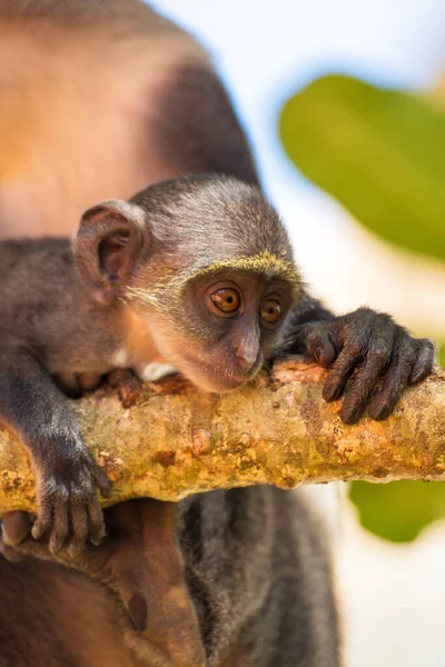 Close Shot Small Monkey Hanging Branch Tree — Stock Photo, Image