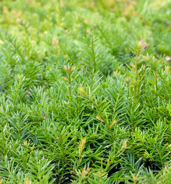 Eine Textur Aus Wilden Grünen Rosmarinbüschen — Stockfoto