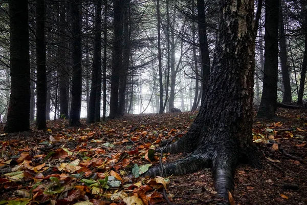 霧深い朝の間に地面に秋の葉の閉鎖 — ストック写真