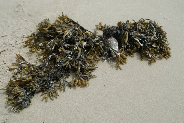 Een Top Closeup Van Een Zeewier Met Garnalen Een Zandstrand — Stockfoto