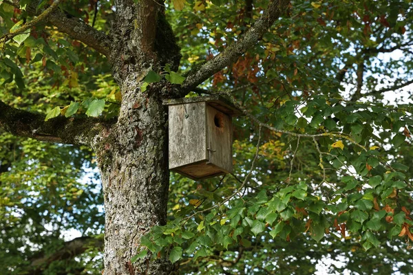 鸟笼挂在花园里一棵树上的一个木制小鸟笼 — 图库照片