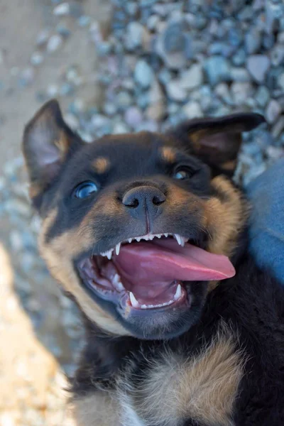 Vertikal Bild Bedårande Rottweiler Valp Som Ligger Marken Med Tungan — Stockfoto