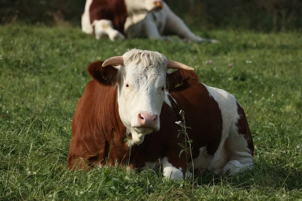 Vaches Laitières Pâturant Calmement Sur Une Prairie Verte — Photo