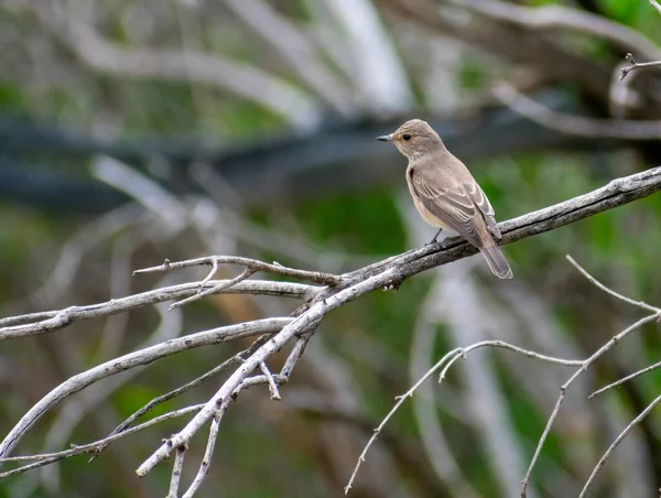 Tiro Close Pássaro Flycatcher Manchado Empoleirado Ramo — Fotografia de Stock