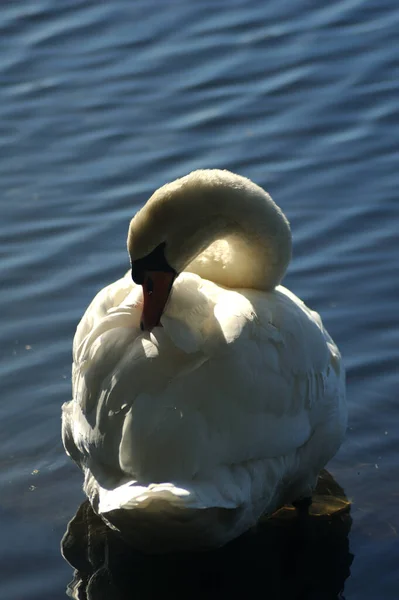 Вертикальный Крупный План Красивого Белого Лебедя Купающегося Озере — стоковое фото