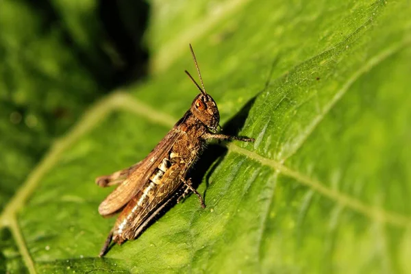 Gros Plan Petit Grillon Brun Debout Sur Une Feuille Verte — Photo