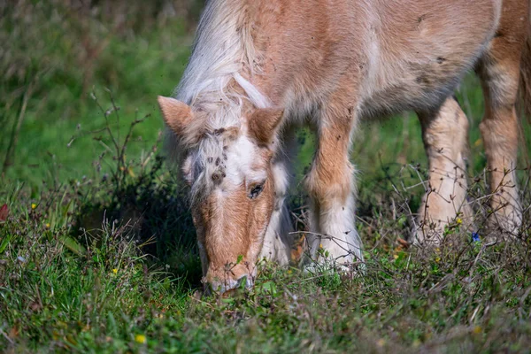 Kırsalda Otlayan Bir Przewalski Nin Atının Yakın Plan Fotoğrafı — Stok fotoğraf