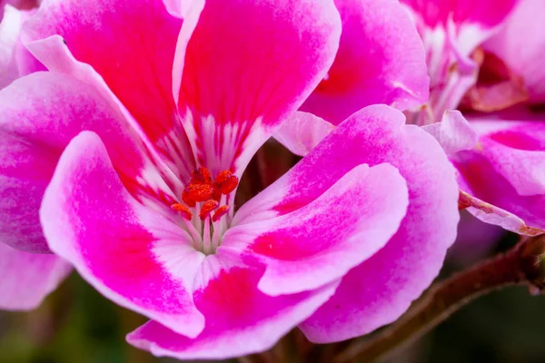 Primo Piano Fiori Pelargonio Rosa — Foto Stock