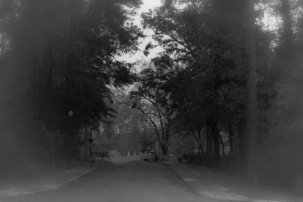 Eine Von Bäumen Umgebene Straße Einer Ländlichen Gegend Einem Nebligen — Stockfoto