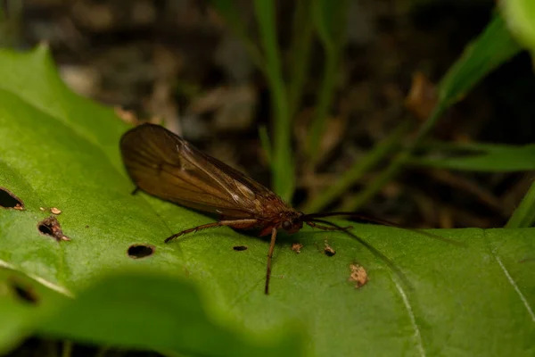 Mise Point Sélective Insecte Sur Une Plante — Photo