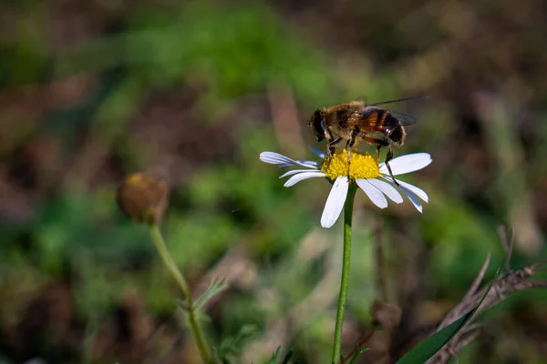 Eine Biene Auf Einer Kamillenblüte Auf Verschwommenem Hintergrund — Stockfoto