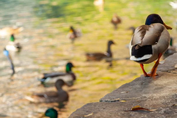 Eine Nahaufnahme Von Enten Die Teich Schwimmen — Stockfoto