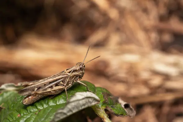 Gros Plan Une Sauterelle Brune Sur Une Feuille Verte — Photo