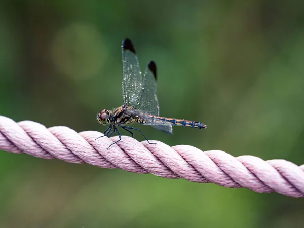Ett Makro Skott Sympetrum Infuscatum Dragonfly Ett Rep Suddig Bakgrund — Stockfoto