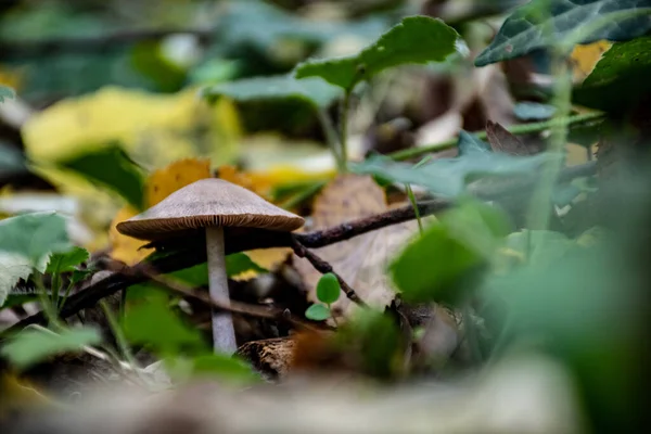 Closeup Shot Wild Mushrooms Growing Forest — Stock Photo, Image