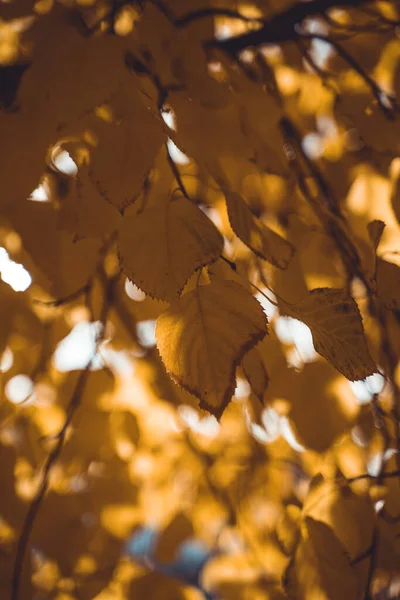 Tiro Foco Seletivo Vertical Folhas Outono — Fotografia de Stock