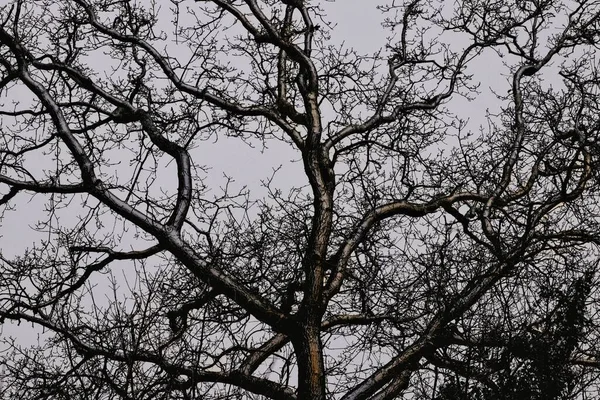 Låg Vinkel Skott Ett Vackert Träd Utan Blad Gråmulen Himmel — Stockfoto