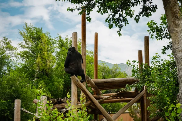 Közelkép Egy Orángutánról Amint Felmászik Egy Póznára Egy Állatkertben — Stock Fotó