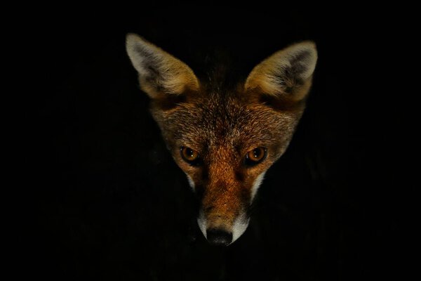 A closeup of a dangerous sly fox looking up on a blurry black background