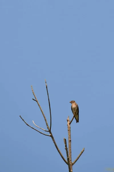 Disparo Vertical Pájaro Pie Parte Superior Del Árbol — Foto de Stock